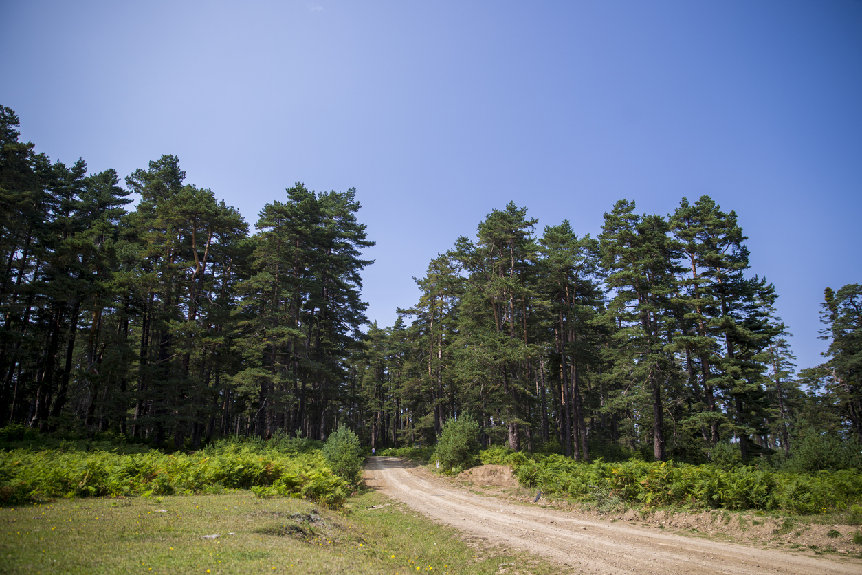 Doğu Karadeniz Yolu, Pürenli, Düzce