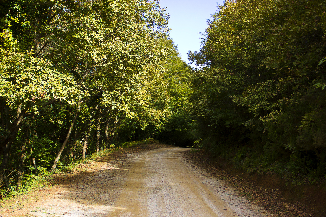 ormanin-icerisinden-gecen-toprak-yol