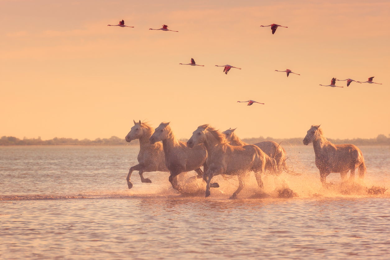 su-uzerinde-kosan-atlar-camargue-fransa