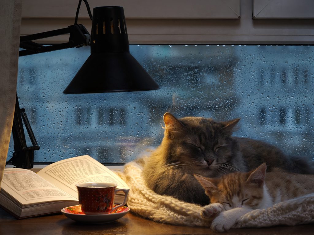 Seyahat Kitabı Okumak