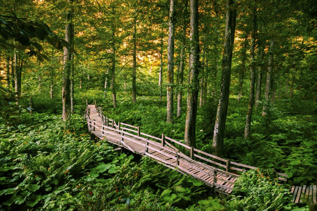 Borçka Tabiat Parkı